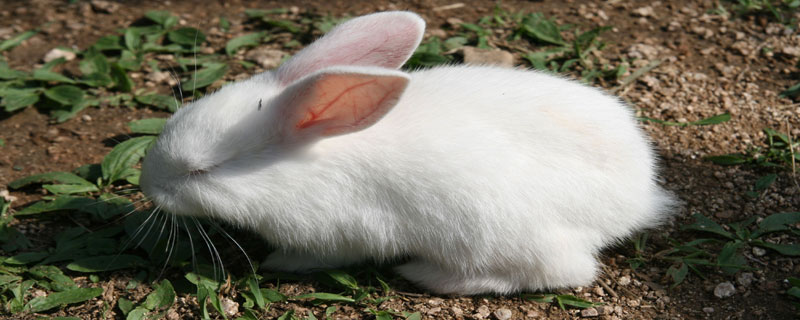 野兔和家兔有什么区别（野兔和家兔有什么区别?）