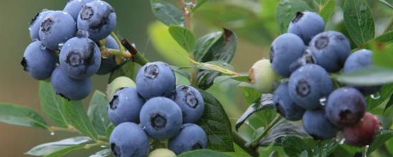 蓝莓的生长过程，可以盆栽种植吗 蓝莓生长规律