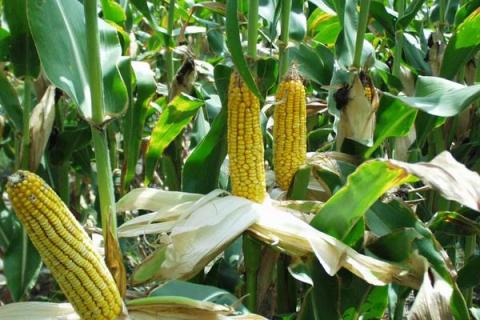 京科938玉米种简介，适合哪里种植，产量如何