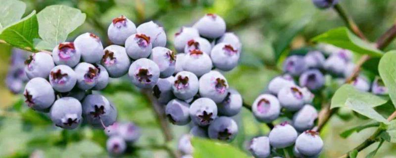 蓝莓生长周期，蓝莓种几年能结果 蓝莓生长周期多少年