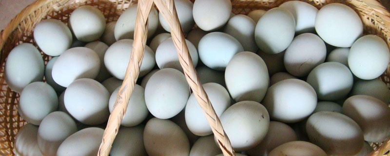 乌鸡蛋和普通鸡蛋的区别 乌鸡蛋和普通鸡蛋的区别营养价值