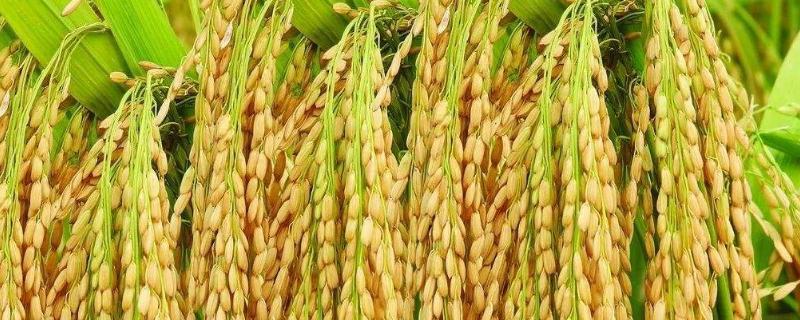 籼稻适宜的种植海拔上限是多少，籼稻和粳稻的区别