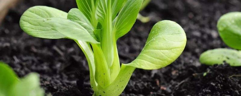 小白菜怎么种，种多久可以采摘 小白菜怎么种,种多久可以采摘呢