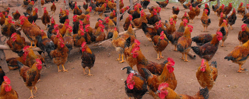 养鸡的温度一般多少度 养鸡室温一般是多少