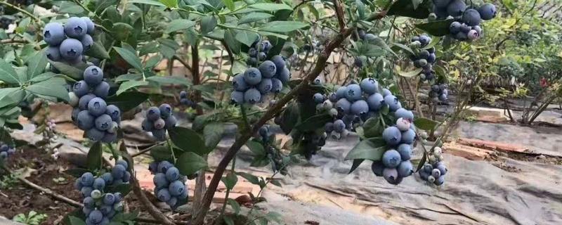 蓝莓新品种云雀和法新 云雀蓝莓苗介绍五六年