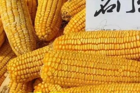 隆平206玉米种简介，适合哪里种植，产量如何