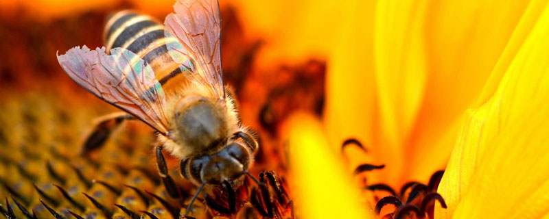 蜜蜂中毒了怎么解毒 蜜蜂中毒了怎么解毒视频