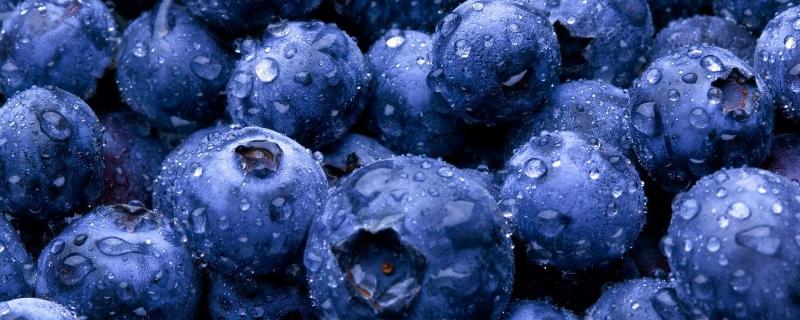 种蓝莓专用肥料，附蓝莓的种植方法 蓝莓施肥技术
