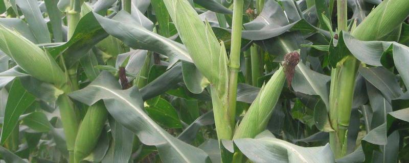 玉米的生活环境，附种植方法 种植玉米的自然条件