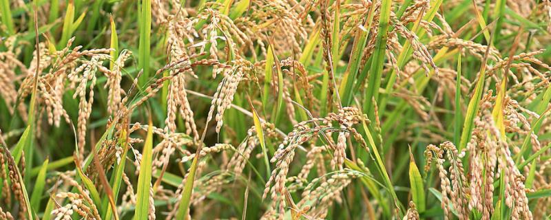袁隆平的杂交稻亩产多少斤，杂交稻是粳稻吗