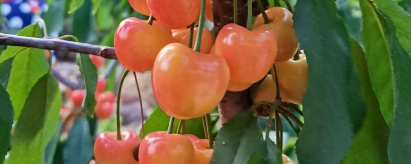 辉煌大樱桃品种介绍 辉煌大樱桃品种介绍视频