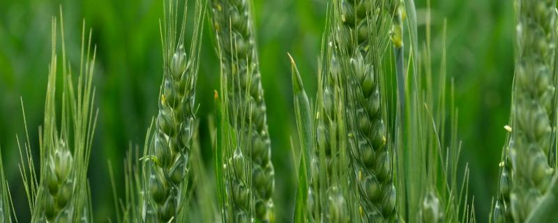 徐麦35小麦每亩下种量，附简介（徐麦35麦种多少钱一斤）