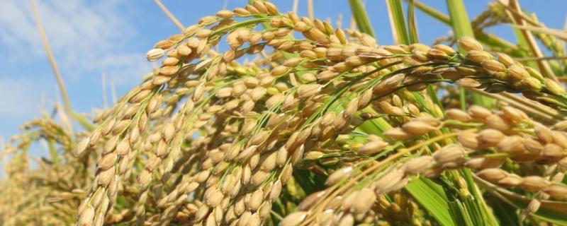 水稻亩产多少斤，附水稻的种植方法 水稻亩产是多少公斤