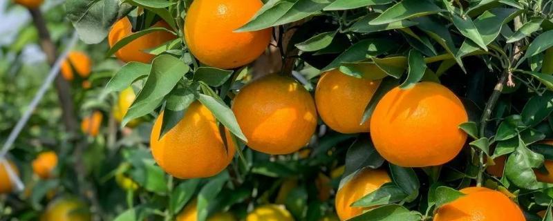 阳光一号柑橘品质介绍，附简介（阳光一号柑橘种植技术）