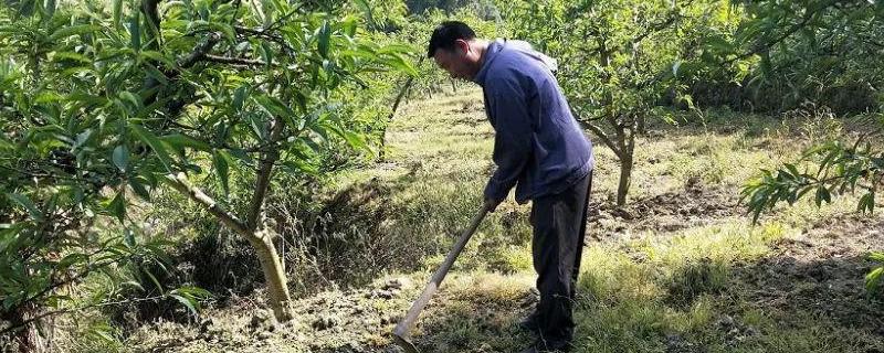 果园除草剂用哪种即除草又不伤树根（果园除草剂用哪种即除草又不伤树根呢）