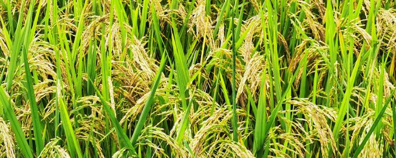 水稻破口期需要水吗，用什么药增产 水稻破口期打什么农药