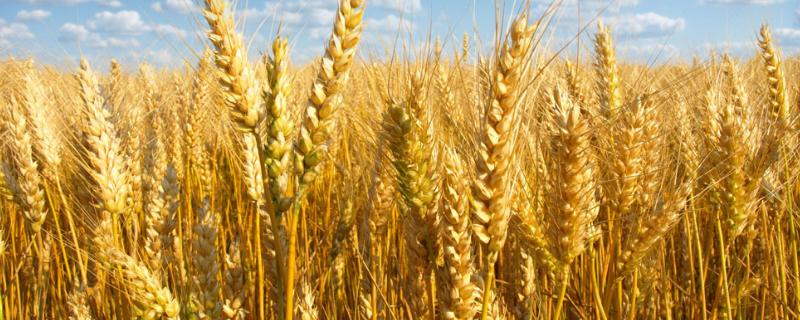 谷神麦19亩产多少斤，附简介 谷神麦19适合哪里种植