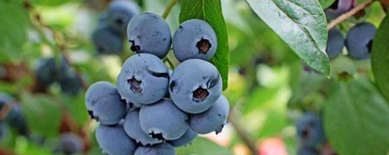 蓝莓苗f6品种优势，附简介 蓝莓六年苗怎么样