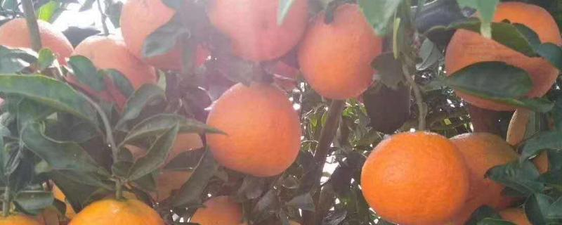 湘南红柑橘品种介绍（适合湖南种植的柑橘品种）