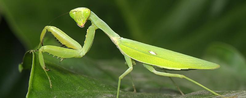 野生螳螂能养活吗，螳螂吃什么食物（野生螳螂能养活吗,螳螂吃什么食物好）