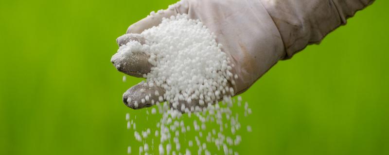 磷肥用于什么农作物，附使用方法（磷肥主要用于什么作物）
