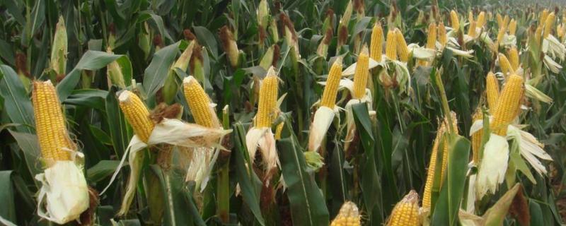 东单1331玉米种在黄淮海表现，附简介 东单1331玉米品种产量表现
