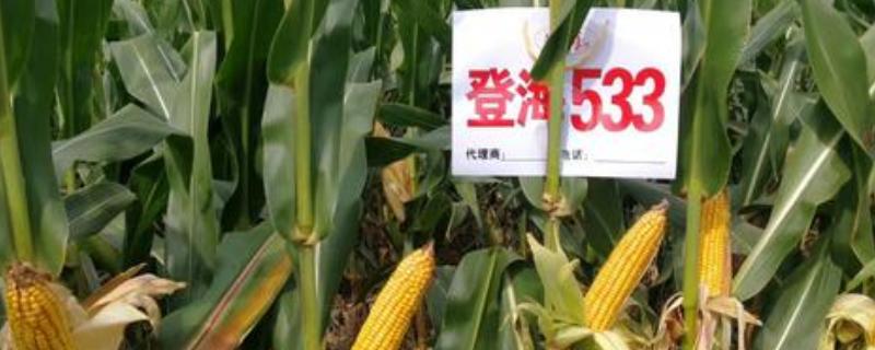 登海533玉米种的特性和产量，附简介（登海533玉米品种怎么样）