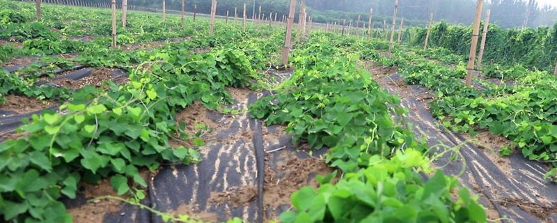 粉防己种植技术，适合什么地方种植 粉防己中药材天地网价格行情