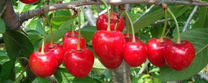 塔玛拉大樱桃品种介绍（塔玛拉大樱桃 几月成熟）