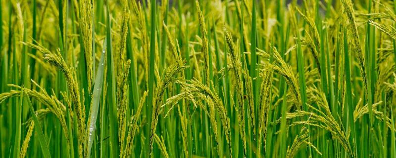水稻褐变粒是怎么形成的，怎么防治 水稻褐变粒是怎么形成的,怎么防治病虫害