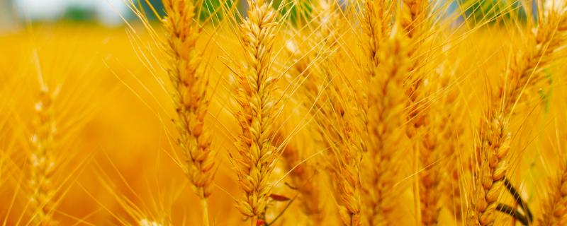 武农986小麦品种介绍 武农988小麦品种介绍