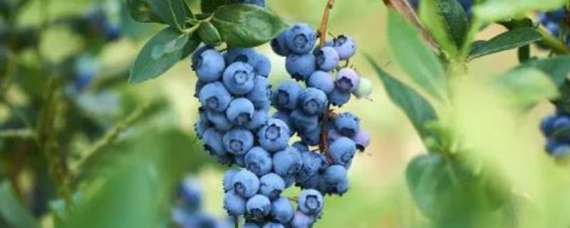 莱克西蓝莓品种简介 莱克西蓝莓种植