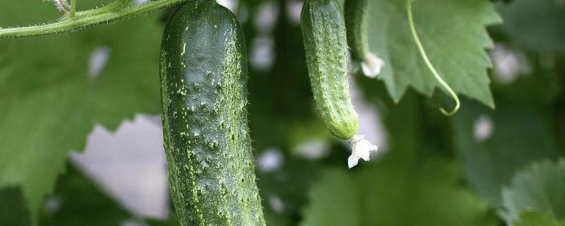 黄瓜生长周期，附种植方法 黄瓜的种植时间和种植方法