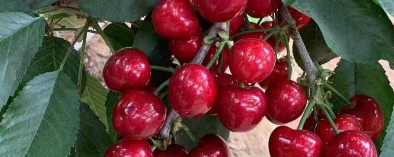 美国红大樱桃品种介绍 美国樱桃品种大全