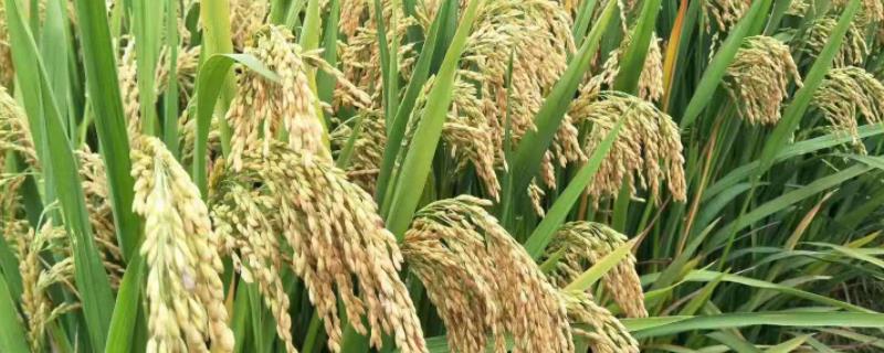 三系法杂交水稻，附原理和种植技术 三系法杂交水稻是什么意思