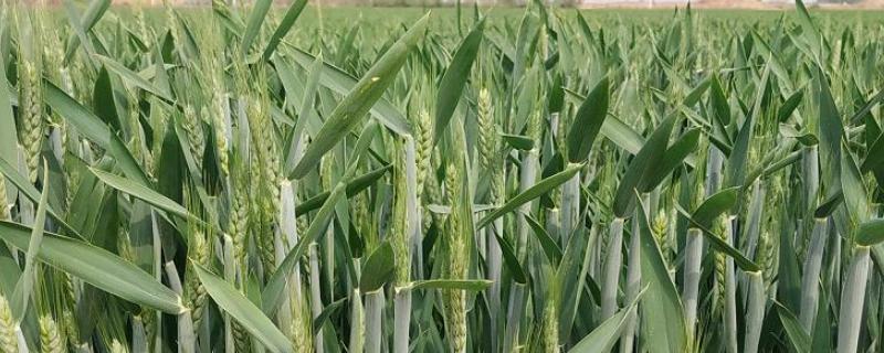科林麦969小麦品种（科林麦969小麦品种哪里有买的）