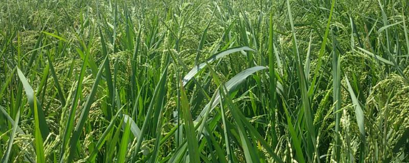 旱稻种植技术，旱稻和水稻的区别 旱稻种植方法,旱稻怎么施肥,旱稻和水稻的区别