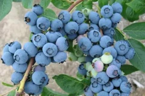 奥尼尔蓝莓品种介绍