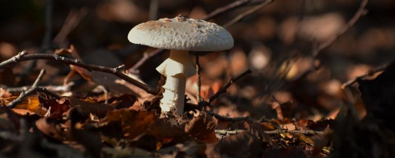 蘑菇怎么种，蘑菇菌包里面有些什么 蘑菇怎么种,蘑菇菌包里面有些什么
