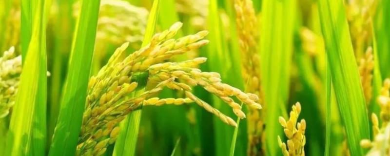 杂交水稻亩产，杂交水稻的优缺点 杂交水稻亩产提升了几倍