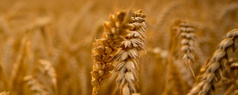 十月底种小麦晚不晚，种小麦的方法（每年10月中上旬是小麦的最佳种植时间）