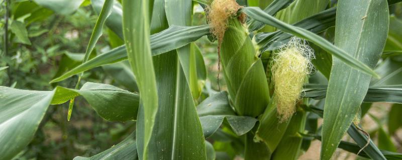 赤霉素在玉米上的使用方法，附作用（赤霉素对玉米生长的作用）