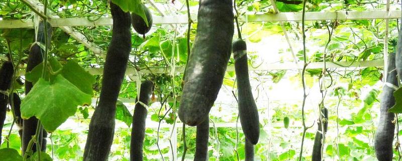 北瓜的种植技术和方法 北瓜的种植技术和方法视频