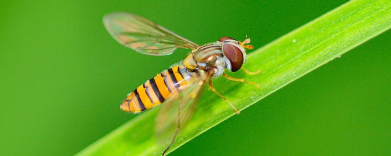 果蝇繁殖速度，如何彻底消灭 果蝇为什么繁殖这么快