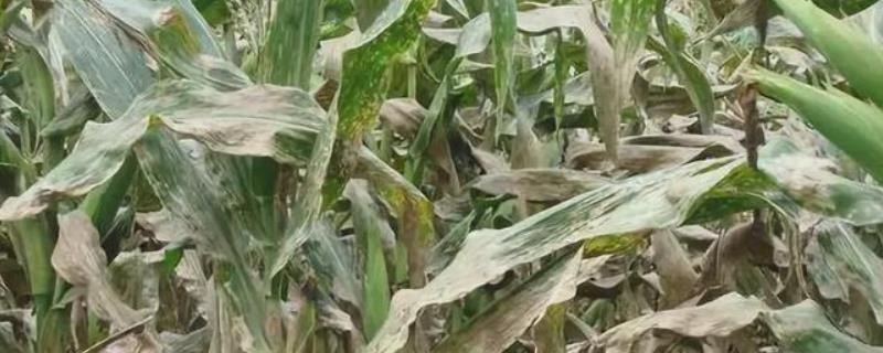 玉米叶子干枯是啥病害，如何防治 玉米叶子干了是什么原因
