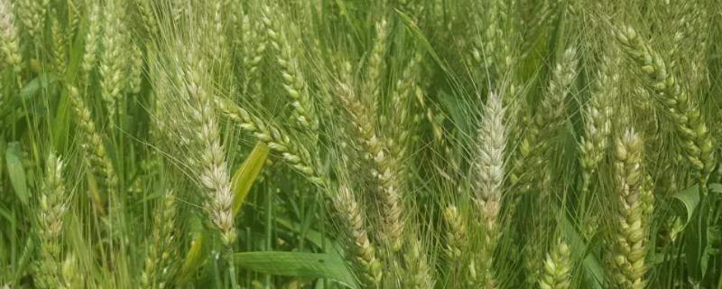 青农6号小麦品种介绍? 青农6号小麦种特征