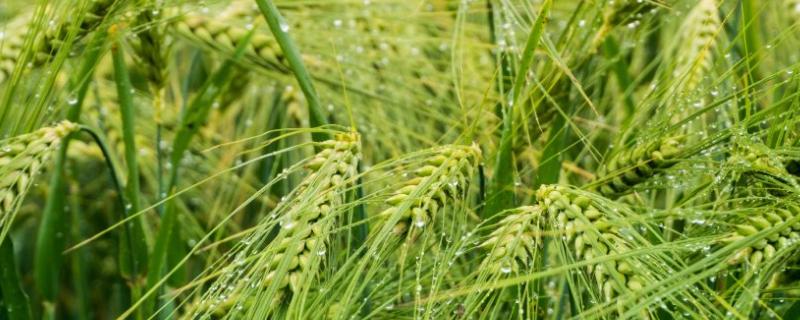 农大3432小麦品种