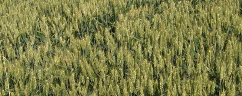 泰农33小麦品种介绍 泰农33小麦品种简介