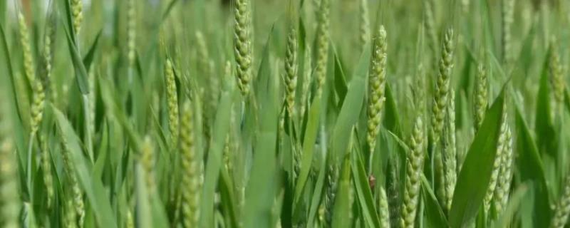 青农7号小麦品种介绍 青农6号小麦品种