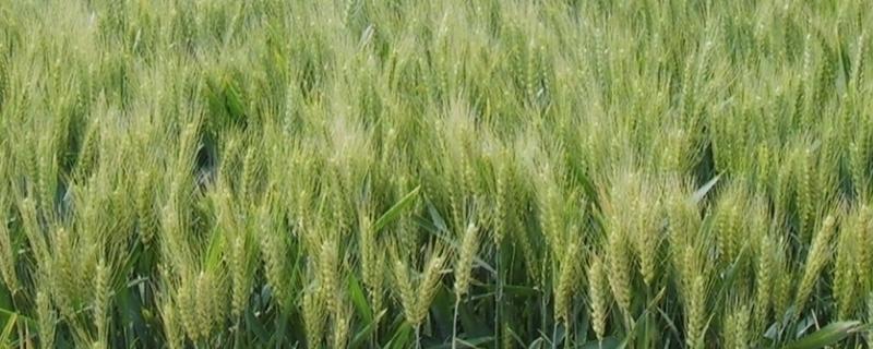 三抗一号小麦品种介绍 小麦种子三抗一号
